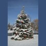 christmas_tree