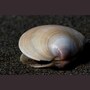 clam
