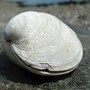 clam