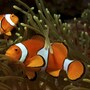 clown_fish