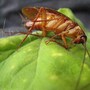 cockroach