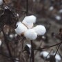 cotton
