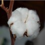 cotton