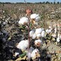 cotton