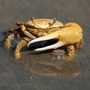 crab