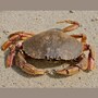 crab