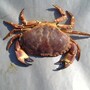 crab