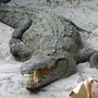 crocodile