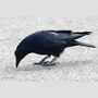 crow