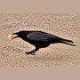crow