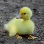 duckling