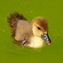 duckling