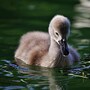 duckling