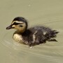duckling