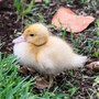 duckling