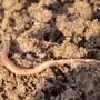 earthworm