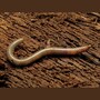 earthworm