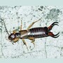 earwig