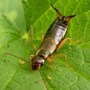 earwig