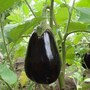 eggplant