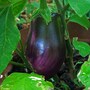 eggplant
