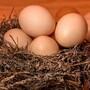 eggs