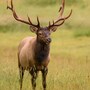 elk