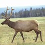elk