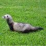 ferret