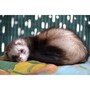 ferret