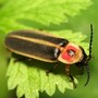 firefly