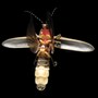 firefly