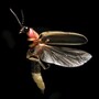 firefly