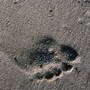 footprint
