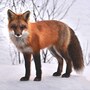 fox