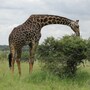 giraffe