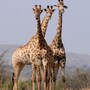 giraffe