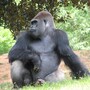gorilla