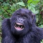 gorilla