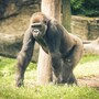 gorilla