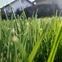 grass