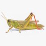 grasshopper