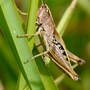 grasshopper