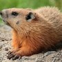 ground_hog