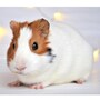 guinea_pig