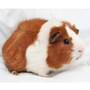 guinea_pig