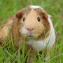 guinea_pig