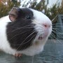 guinea_pig