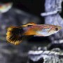 guppy