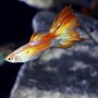 guppy